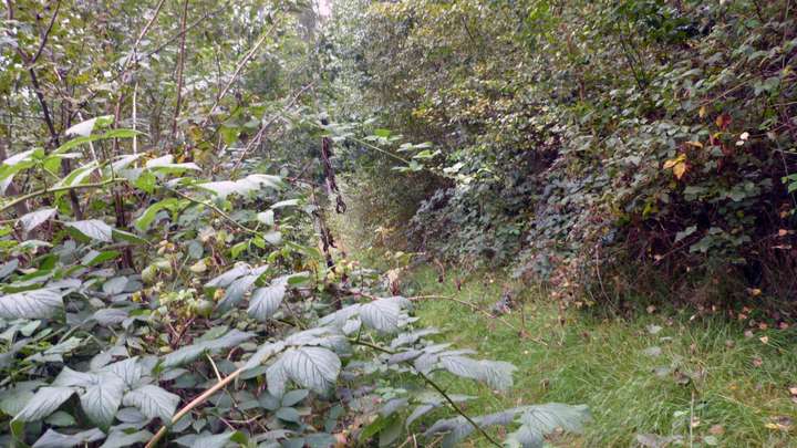 Freischneiden des Waldwegs 3