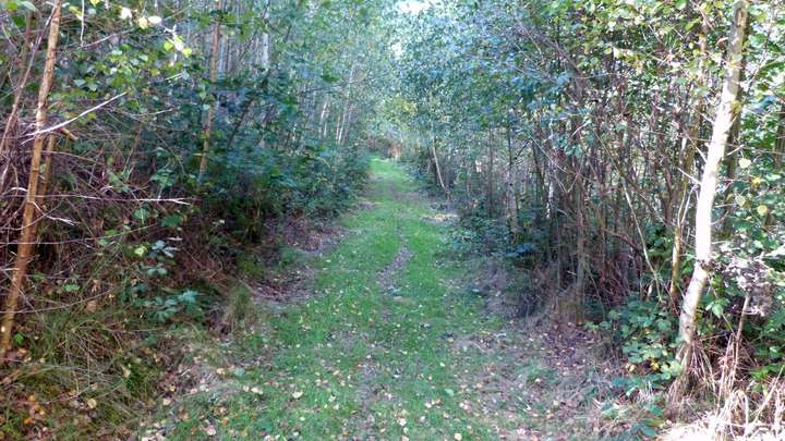 Freischneiden des Waldwegs 2c